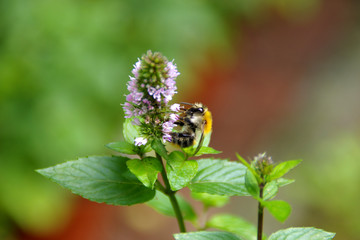 Bee