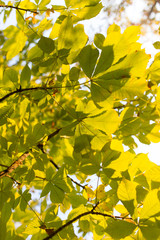 Chestnut branch with leaves at sunset
