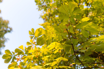 Chestnut branch with leaves at sunset