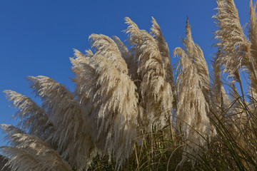 Schilfwedel im Wind