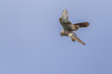 Common krestel (Falco tinnunculus)