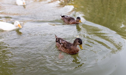 ducks in a pond in nature