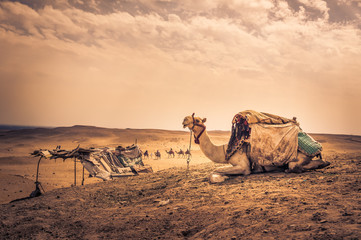 Sitting camel at egyptian desert in Cairo © MF