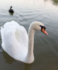 Swan in a pond in nature