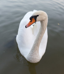 Swan in a pond in nature