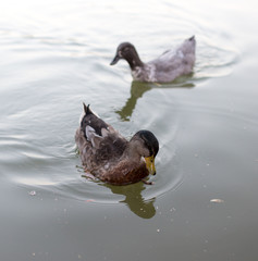 ducks in a pond in nature