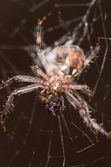 Spider on the web