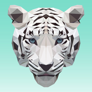 White tiger vector illustration consisting of triangles. Low poly design