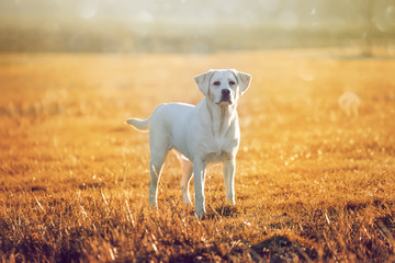 labrador retriever hund auf einem goldenen feld in der sonne