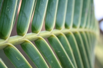Obraz na płótnie Canvas texture of palm leaves
