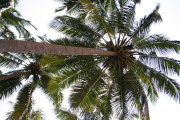 Fototapeta na wymiar Two coconut palms