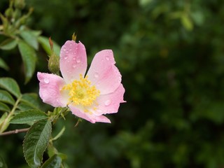 Fleur d'églantier sous la rosée du matin