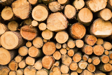 Cross section of the timber, cut trees, firewood stack for the background. Close up pile of logs background