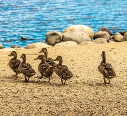 Six Baby Ducks Walking on Lake Shore