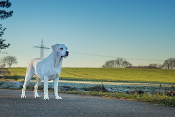 Junger stolzer labrador retriever hund steht auf einer straße mit kräftiger figur