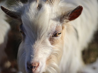 White goat