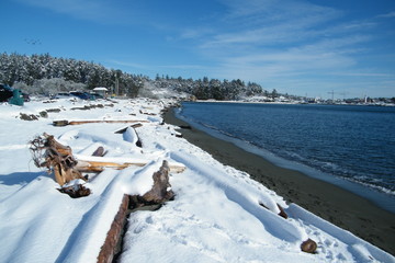Driftwood on a Snowy Beach