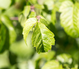 green leaves on the tree