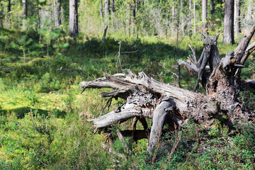 Bizarre snag in the forest
