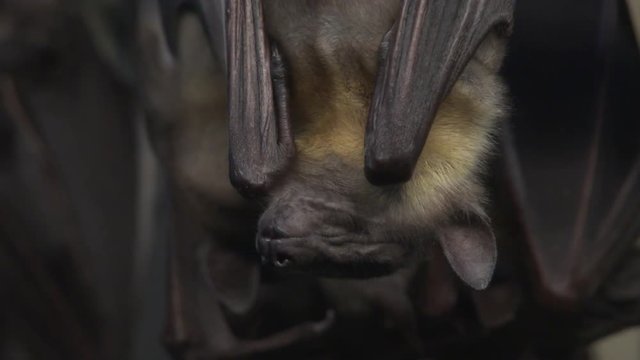 Upside down fruit bats sleeping, close up.