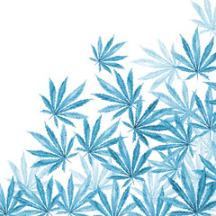 Crowd of Cannabis leaves on white background