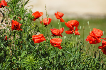 Red poppy flower