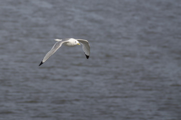 flying seagull