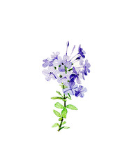 Small branch phlox flowers. Watercolor illustration.