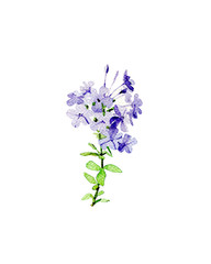 Obraz premium Small branch phlox flowers. Watercolor illustration.