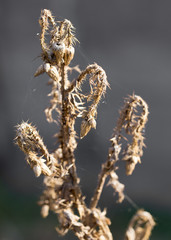 Dry prickly plant in nature