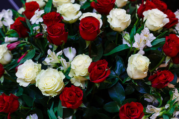 Red and White roses isolated on a white background with space for text