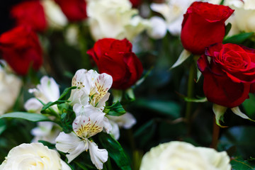 Red and White roses isolated on a white background with space for text