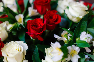 Red and White roses isolated on a white background with space for text