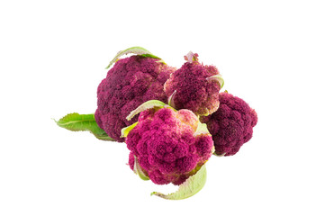 Purple italian cauliflower isolated on white