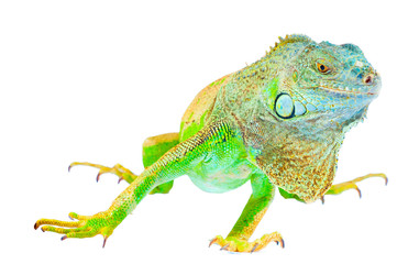 one green iguana lizard .reptile sit on white background
