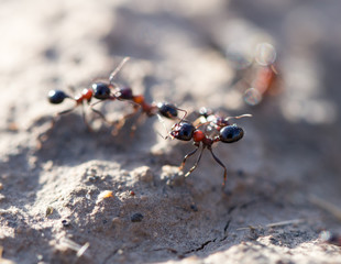 ants on the ground. macro