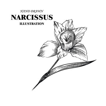 Hand drawn narcissus isolated on white background. Flowers sketches elements. Retro hand-drawn floral vector illustration.