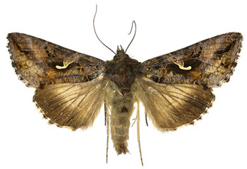 The Silver Y on white Background  -  Autographa gamma  (Linnaeus, 1758)