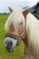 Obraz premium Pferd auf der Weide