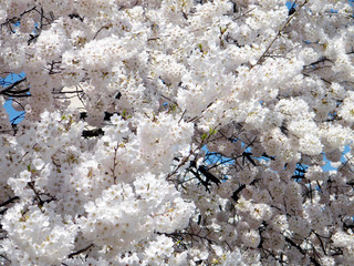 Washington beautiful cherry blossom March 2010