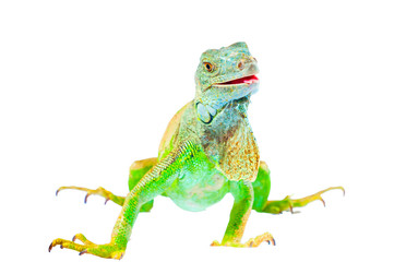 one green iguana lizard .reptile sit on white background