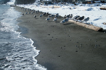 Snow Covered Beach with Sea Gulls