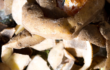 skin potato as background