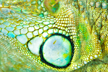 one green iguana lizard .reptile texture skin closeup