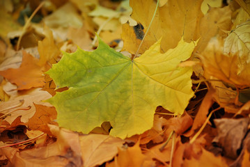 Autumn leaf