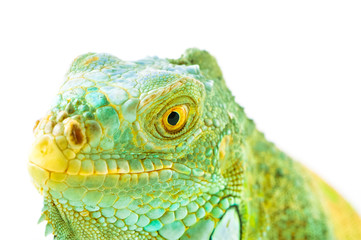 one green iguana lizard .reptile sit on white background