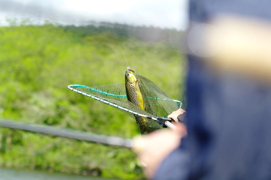Fishing in Ireland: trout in the net