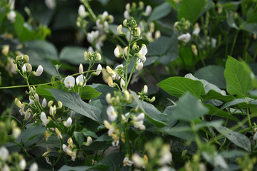 In the garden white flower blossoms beans