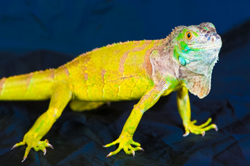 one green iguana lizard .reptile sit on black background