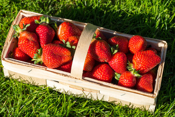 Erdbeeren
